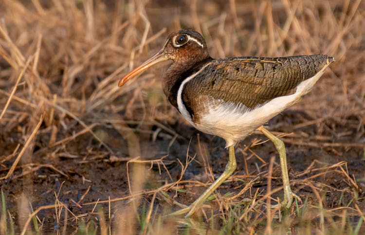 Greater Painted Snipe Standing On The Ground 