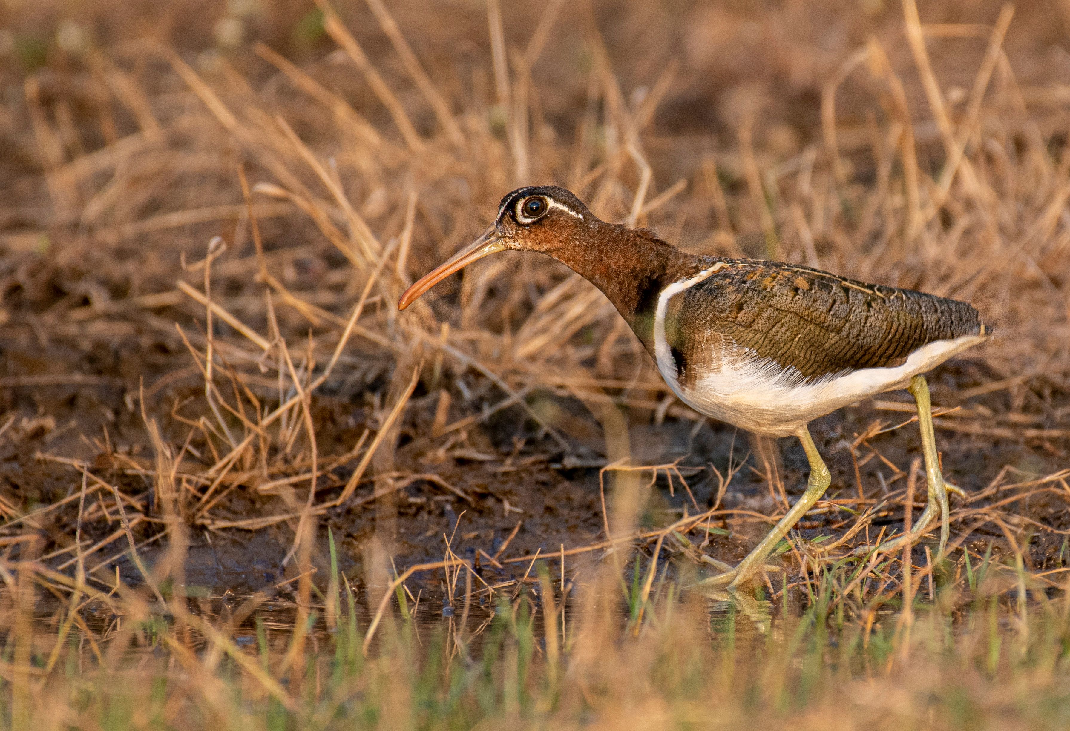 Greater Painted Snipe Bird Perched on Wet Ground · Free Stock Photo