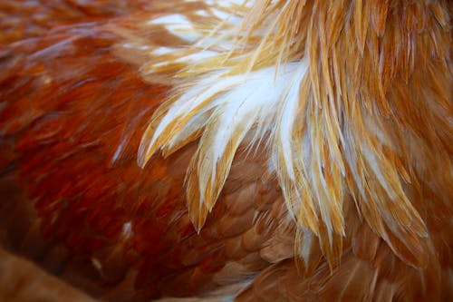 Closeup of Cockerels Feather