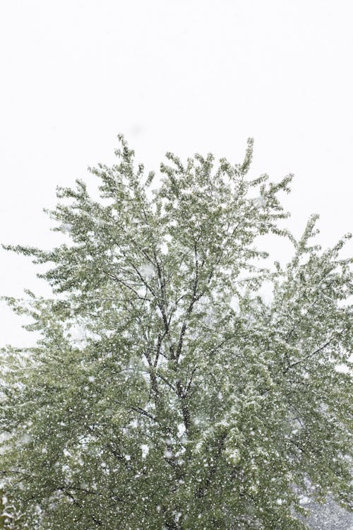 冬季, 第一場雪落, 雪 的 免費圖庫相片