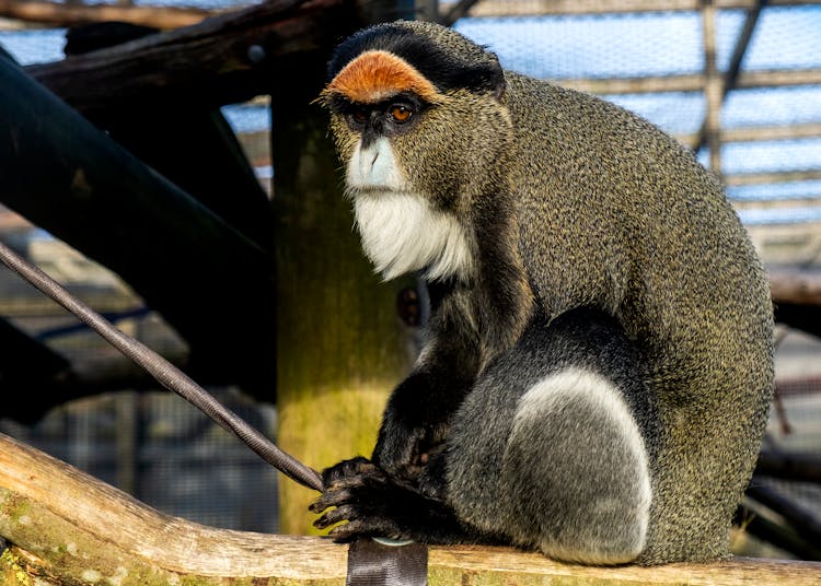 Sad Guenon In Zoo