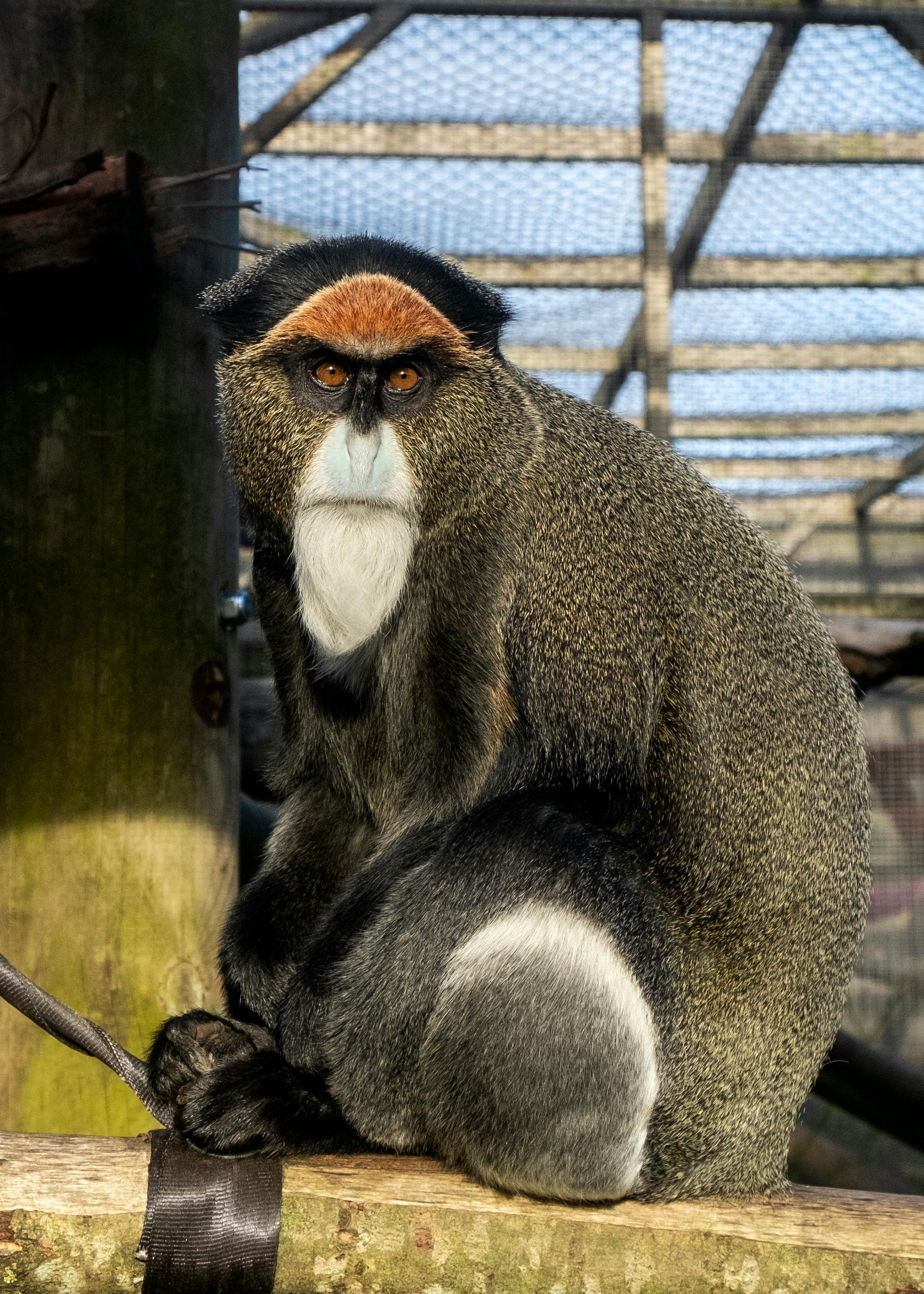 Monkey in Zoo · Free Stock Photo