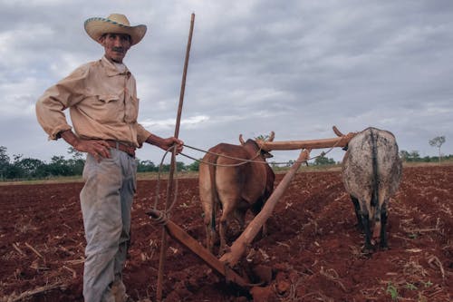 Δωρεάν στοκ φωτογραφιών με carabaos, αγρόκτημα, αγρότης
