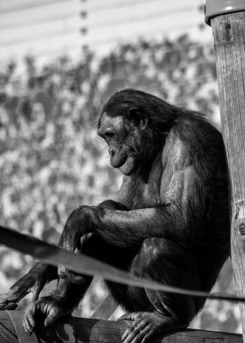 Free A pensive chimpanzee captured in a striking black and white close-up, sitting in a natural pose. Stock Photo