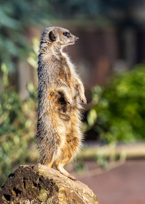 Photo of Meerkat standing on a Rock