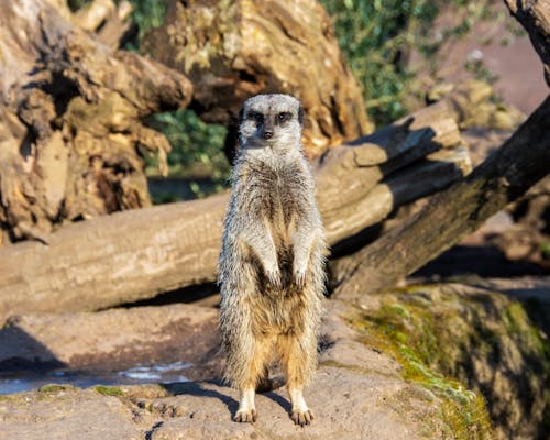 Close-Up Shot of a Meerkat