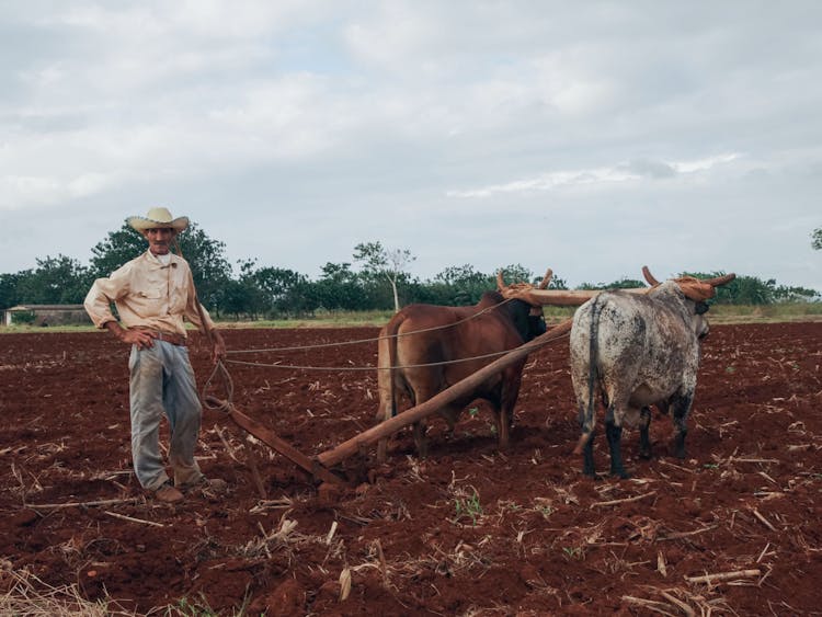 Farmer Holding Oxes On Field