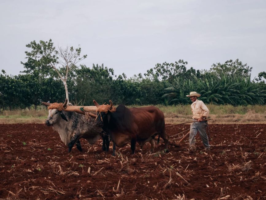 Ração para Gado de Leite