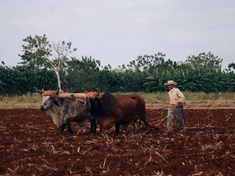 Oxes And Farmer On Field