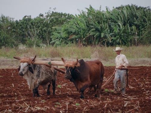 Základová fotografie zdarma na téma hospodářská zvířata, hřiště, krávy