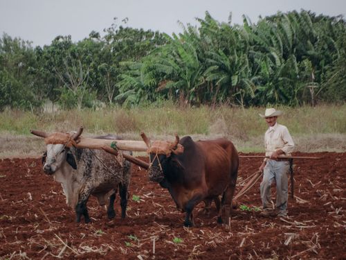 Free A farmer plowing a field with oxen harnessed to a traditional wooden plow. Stock Photo