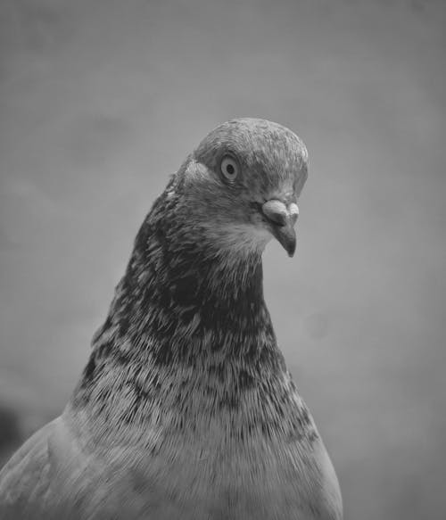 Grayscale Photo of a Pigeon