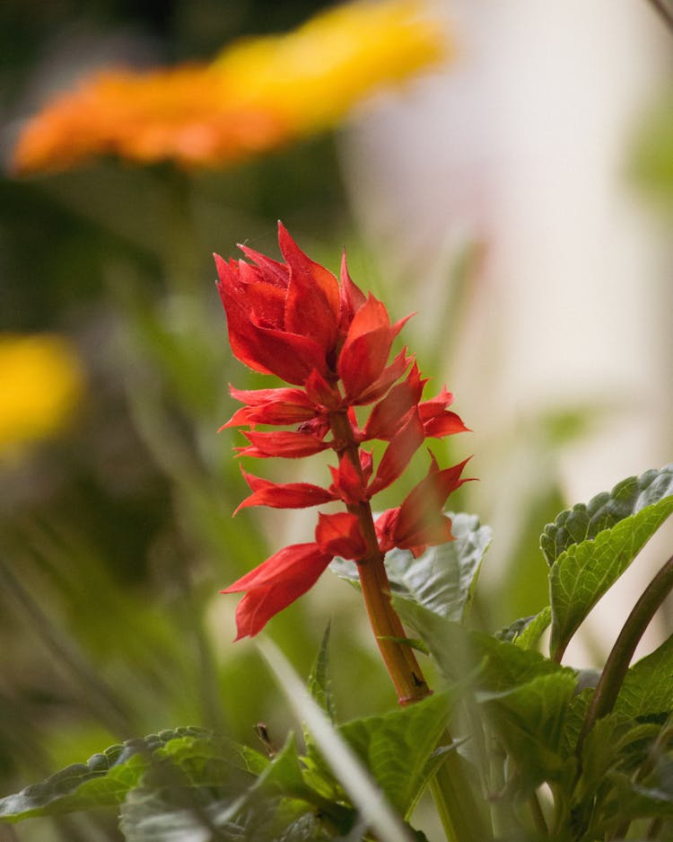 Red Flower Among Grass