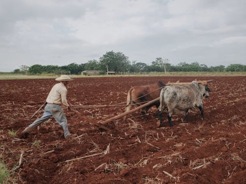Farmer Working with Oxes on Field