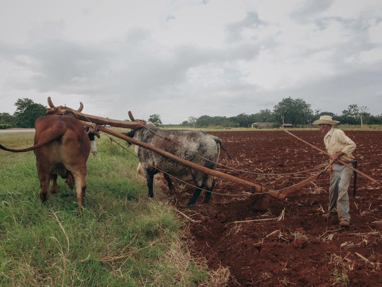 Farmer And Oxes On Field