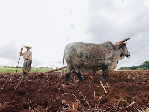 Farmer with Ox on Field