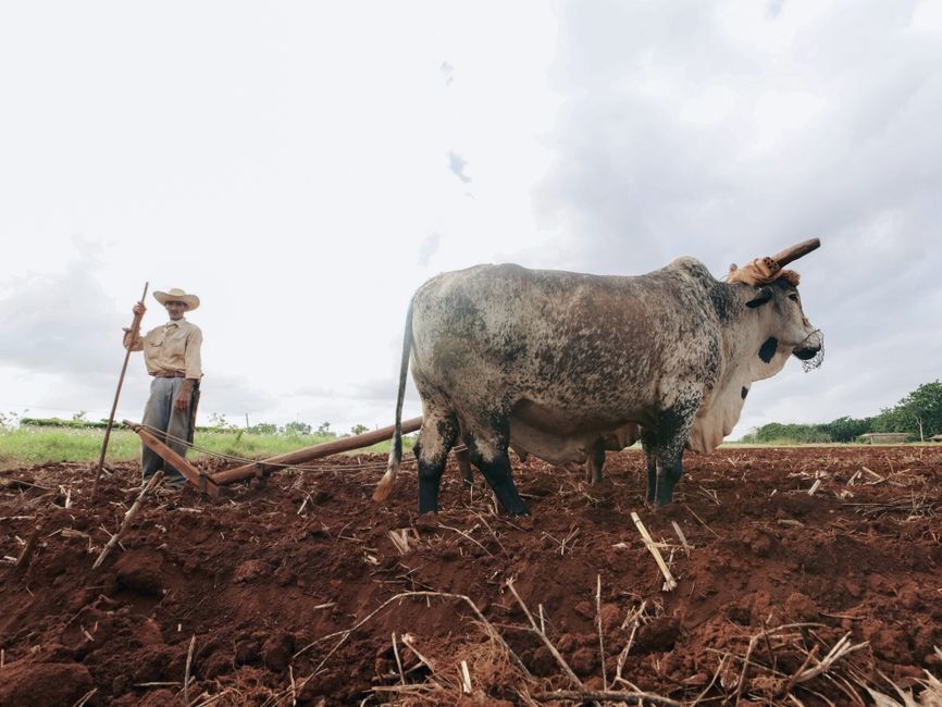 Fotomural Un granjero con atuendo rural usando un buey para arar un campo bajo un cielo nublado, mostrando la agricultura tradicional.