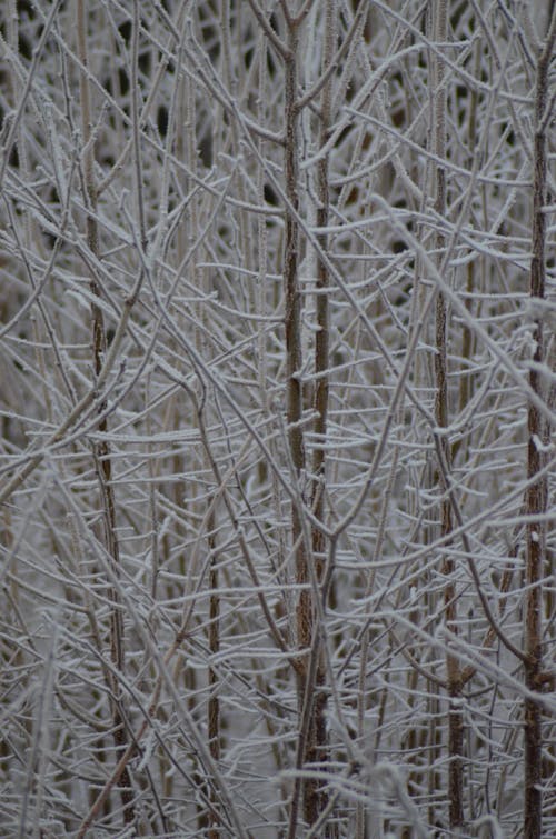 Fotos de stock gratuitas de bosque, congelado, frío