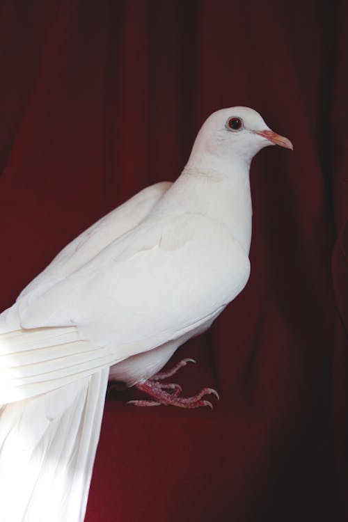 White Pigeon on a Red Armchair