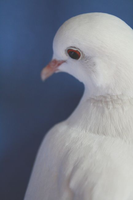 Elegant close-up portrait of a serene white dove with a soft blue background, showcasing its peaceful demeanor.