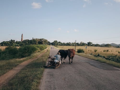 Photos gratuites de animaux, bœufs, clairière