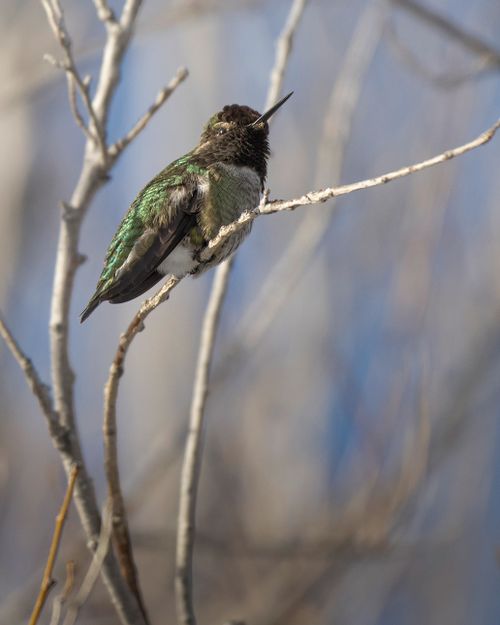 Free Close-up of a hummingbird with shimmering feathers on a branch, perfect for nature lovers. Stock Photo