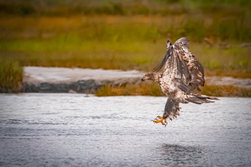 Juvenile Bald Eagle going in for a catch