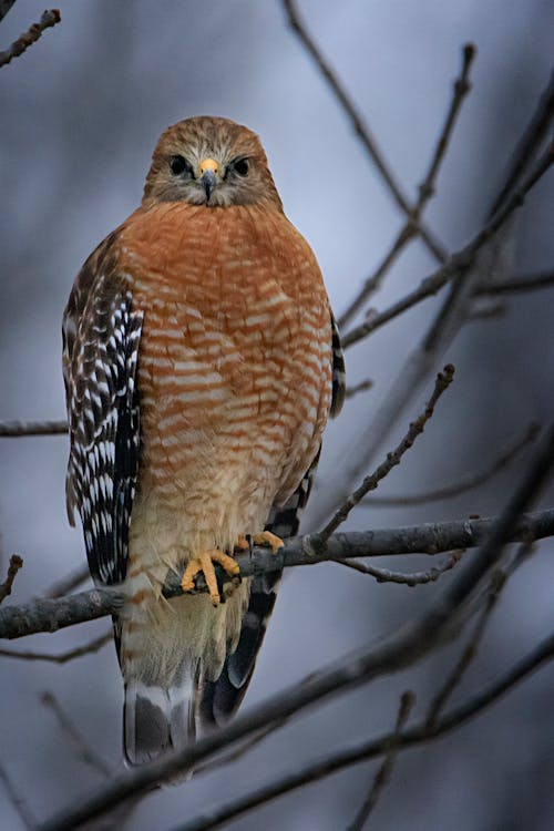 Kostenloses Stock Foto zu falke, rotschwanzbussard, tier fotografie