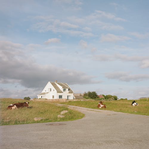 Concrete House Near Cows on Green Field