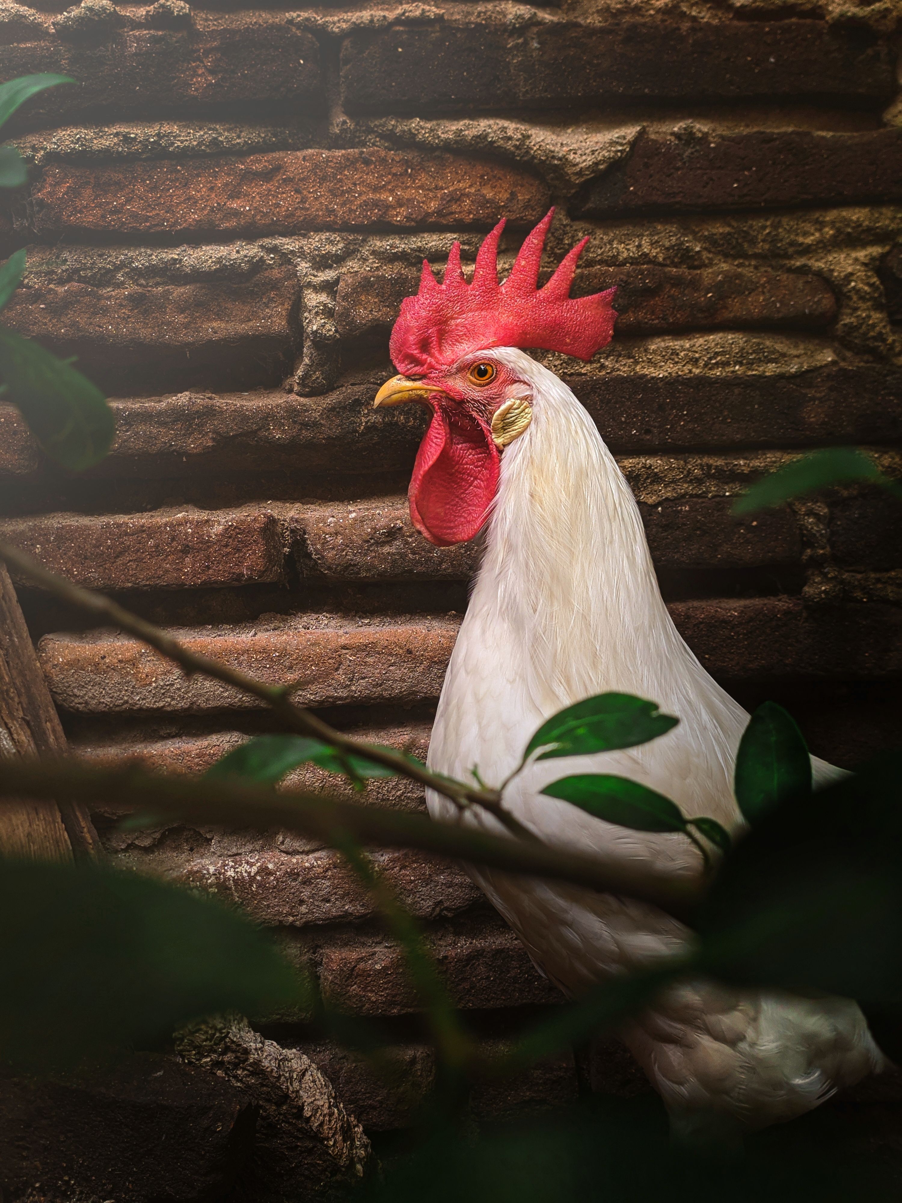 White Rooster in Close Up Shot · Free Stock Photo