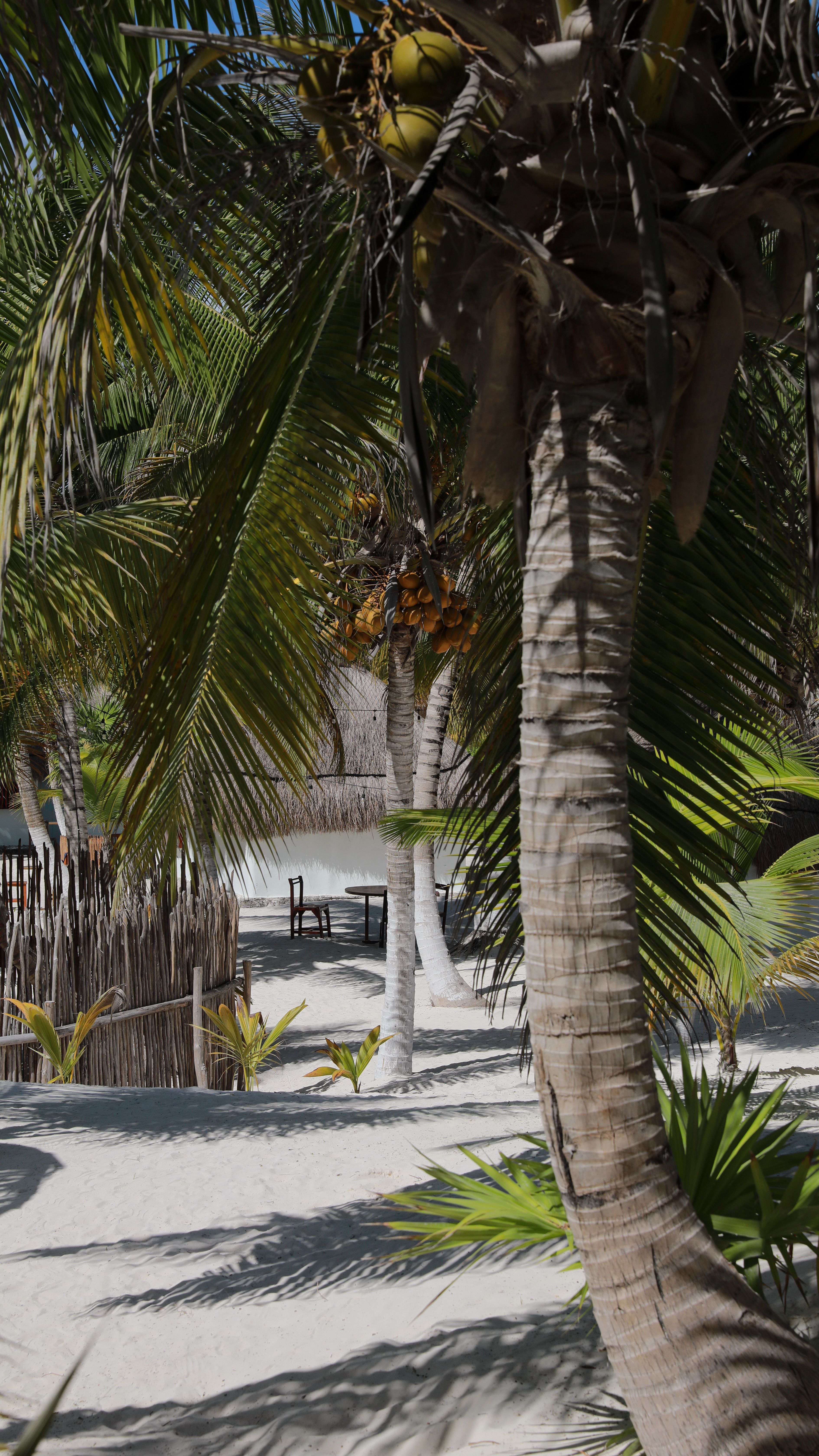 Scenic view of a tropical beach with towering palm trees and white sand, ideal for summer getaways.