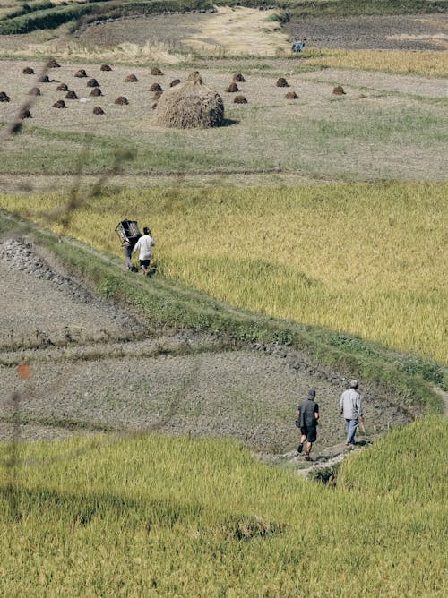 Foto stok gratis agrikultura, berjalan, bidang