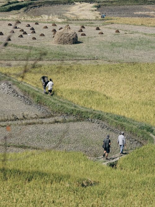 Free Aerial view of farmers walking through lush fields during harvest season. Stock Photo