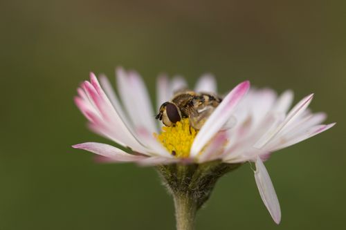Free Detailed view of a hoverfly pollinating a daisy flower in springtime, İstanbul. Stock Photo