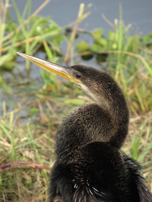 Free A detailed portrait of an anhinga by the water in Apopka, FL, showcasing its distinctive features. Stock Photo