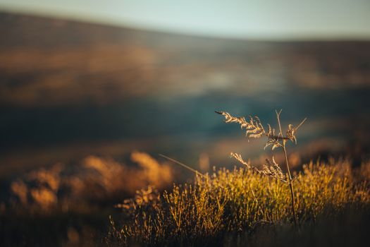 Free stock photo of blur, dawn, dusk