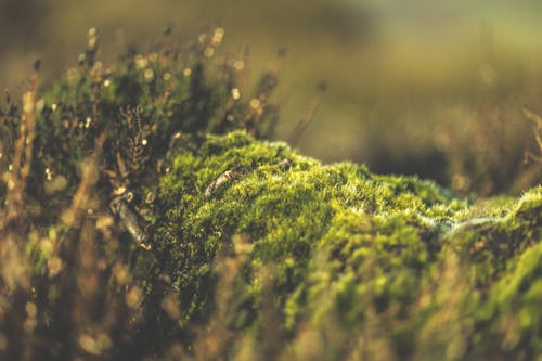 Macro of Green Moss in Nature
