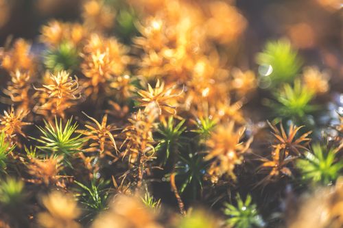Free Macro view of vivid moss and plants with a selective focus, showcasing rich colors. Stock Photo
