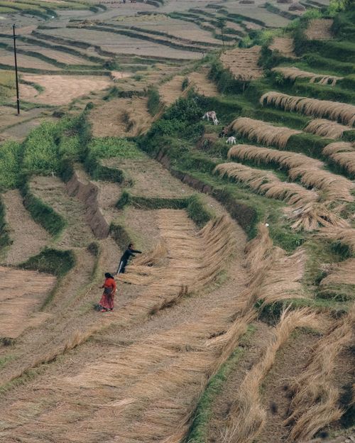 Free Aerial view of rural terraced fields with farmers working and cows grazing, showcasing agriculture. Stock Photo