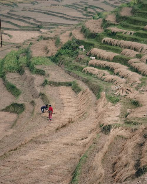 Free A scenic aerial view of terraced farm fields with farmers harvesting crops in a rural setting. Stock Photo