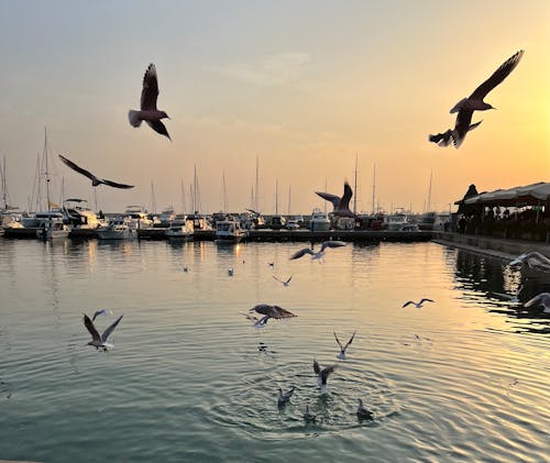 Seagulls Flying above Sea on Sunset