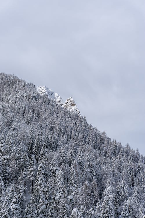 Ilmainen kuvapankkikuva tunnisteilla flunssa, lumi, lumiset vuoret