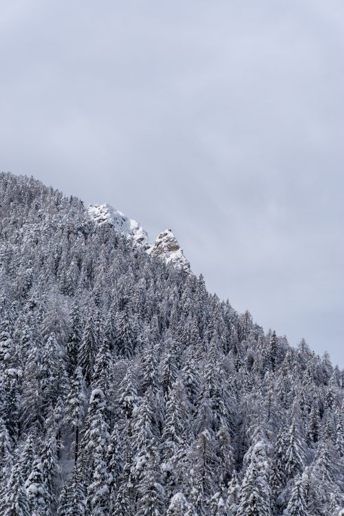 Free Beautiful winter landscape with snowcapped mountains and a dense pine forest under a cloudy sky. Stock Photo