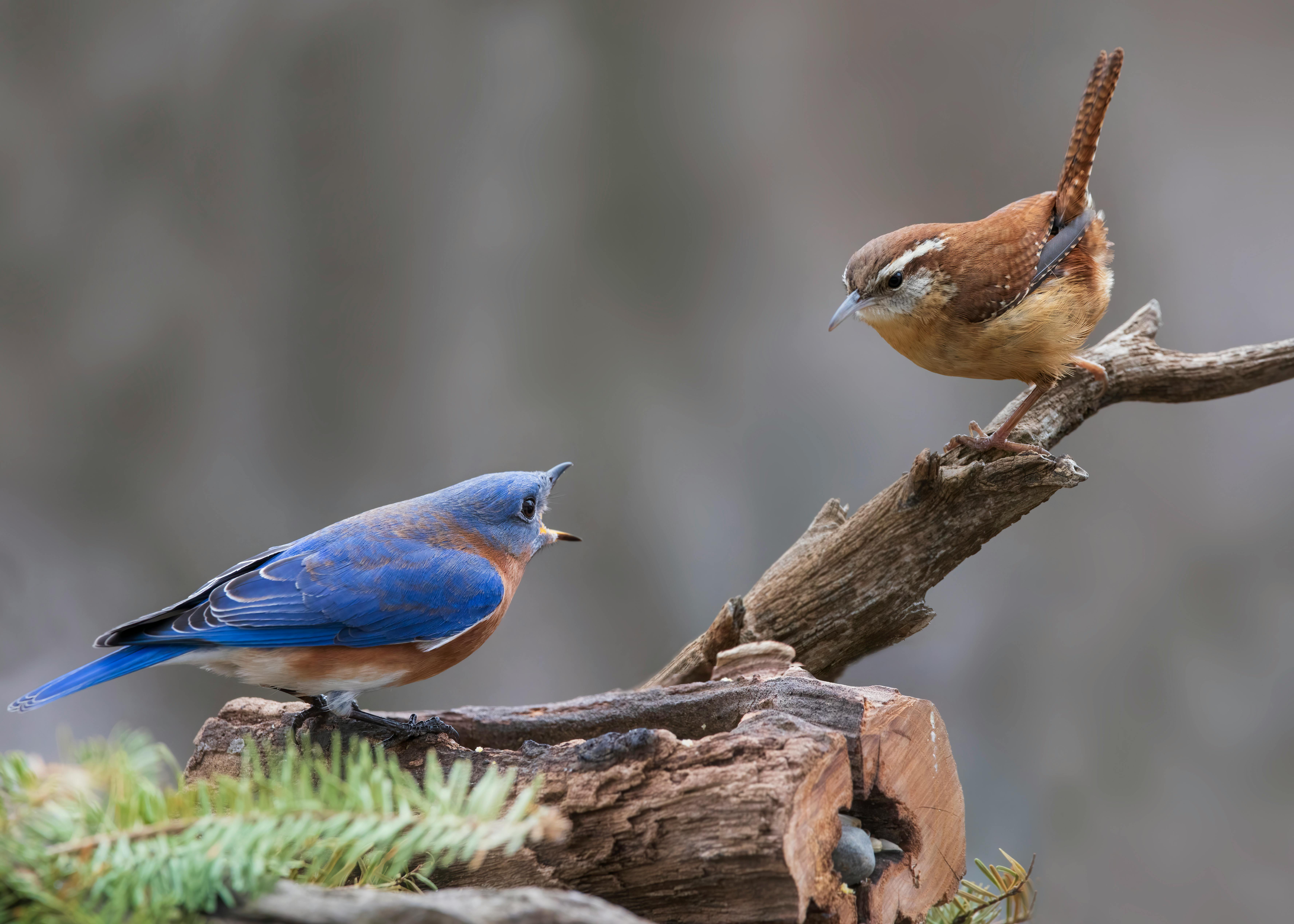 7 Tips for Attracting Bluebirds to Your Yard