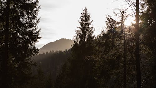 Kostnadsfri bild av barrträd, bergen, dal