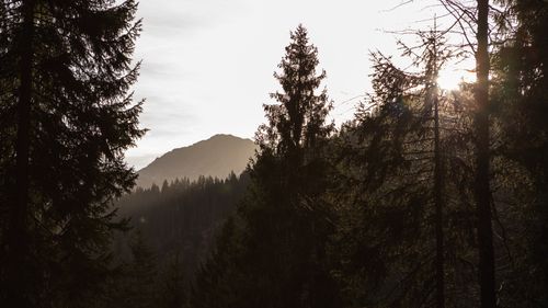 Free A serene silhouette of a pine forest at sunset with a mountain backdrop. Stock Photo
