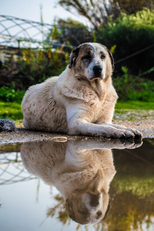 Dog Reflected in Puddle