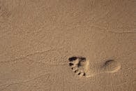 沙滩上，明亮的日光下，有一行足迹
