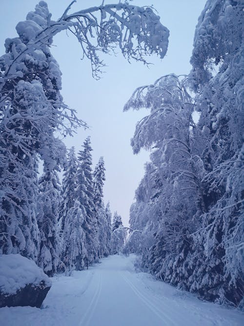 Foto profissional grátis de cênico, floresta, inverno