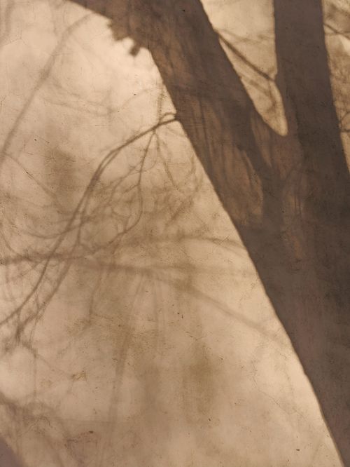 Free Artistic shadow of a tree against a textured wall, creating a vintage and mysterious effect. Stock Photo